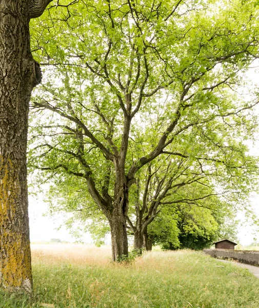 Summertime Meadow Row Old Oak Trees — Stock Photo, Image