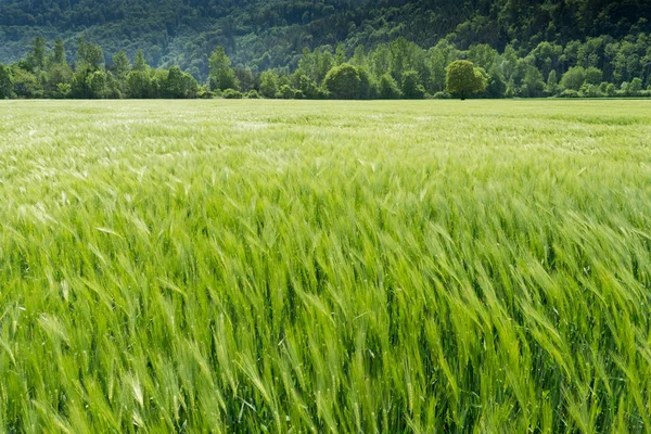 close up view of a young and fast growing wheat field in lustrous green and a slight wind