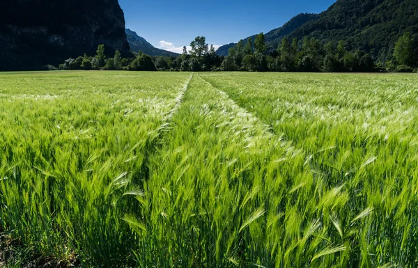 close up view of a young and fast growing wheat field in lustrous green and a slight wind