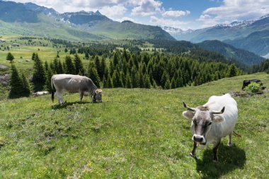 inekler ve karla kaplı dağ içinde belgili tanımlık geçmiş yaz aylarında pastoral dağ manzarası