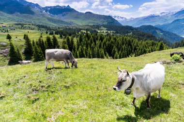 inekler ve karla kaplı dağ içinde belgili tanımlık geçmiş yaz aylarında pastoral dağ manzarası