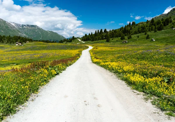 bir çakıl yol ile yaz aylarında pastoral dağ manzarası