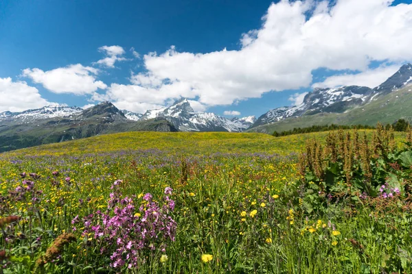 Yaz aylarında pastoral dağ manzarası
