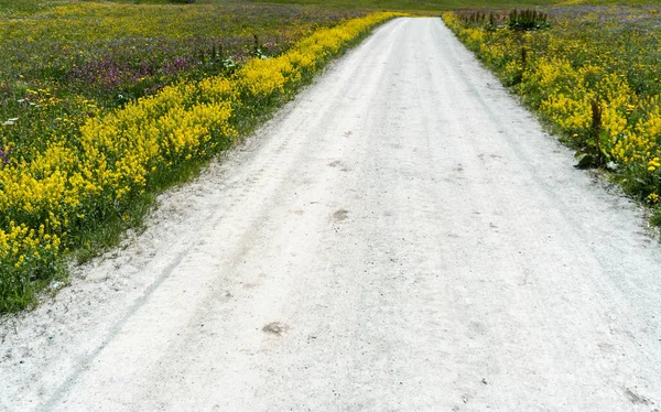 Estrada Cascalho Forrada Com Flores Silvestres Brilhantes — Fotografia de Stock