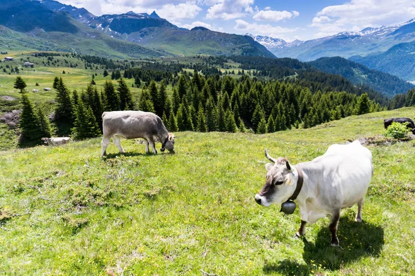 inekler ve karla kaplı dağ içinde belgili tanımlık geçmiş yaz aylarında pastoral dağ manzarası
