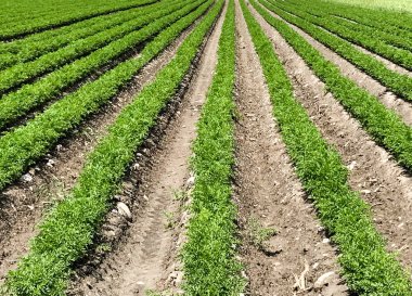 satır alanı üzerinde büyüyen taze organik havuç