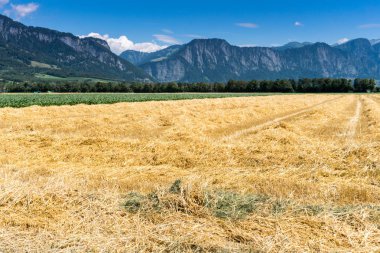 Tarım alanları ile taze arkasında sarı saman ve dağ manzara kesmek