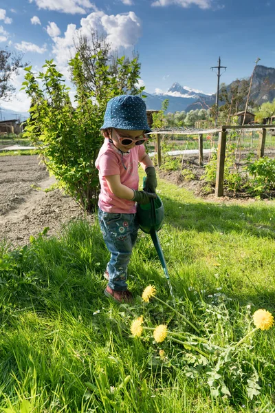 Young Cute Toddler Girl Helps Vegetable Garden Watering Plants — Stock Photo, Image