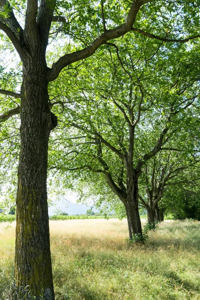 Lovely Summertimne Oaks Line Golden Meadow Tall Grass — Stock Photo, Image