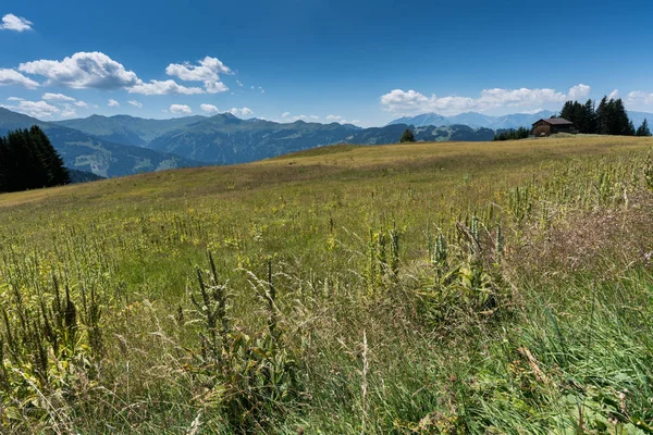 Oude Houten Schuur Een Wildflower Meadow Midden Een Zwitsers Berglandschap — Stockfoto