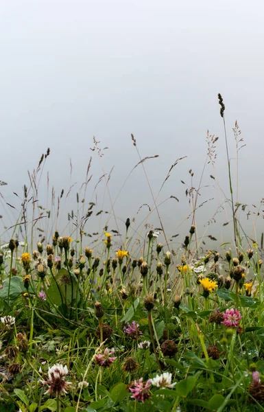 Утро Полевым Лугом Туманным Небом Росой Растениях — стоковое фото