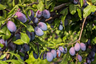bir meyve bahçesi ağaçlarda hızlı büyüyen sulu olgun erik