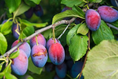 bir meyve bahçesi ağaçlarda hızlı büyüyen sulu olgun erik