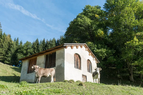 Starý Kamenný Dům Pádu Lesa Horské Krajiny Švýcarsku Dvě Krávy — Stock fotografie