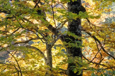 sonbahar renk sonbahar yaprakları manzara arka plan ile ormanda