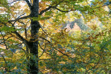 sonbahar renk sonbahar yaprakları manzara arka plan ile ormanda