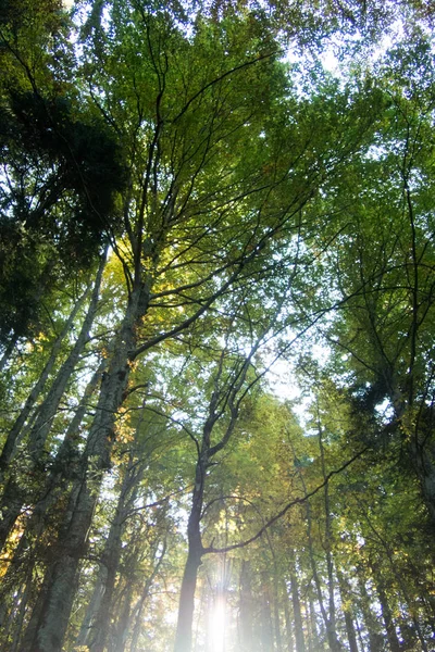 Wald Herbstfarben Mit Herbstlichem Laub Und Die Sonne Scheint Landschaft — Stockfoto