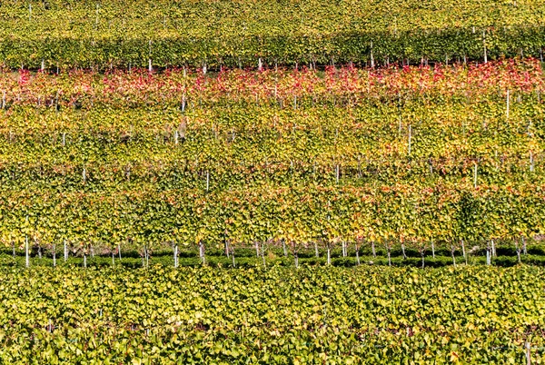 Panorama Weinberg Und Berglandschaft Den Schweizer Alpen Herbst Satten Herbstfarben — Stockfoto
