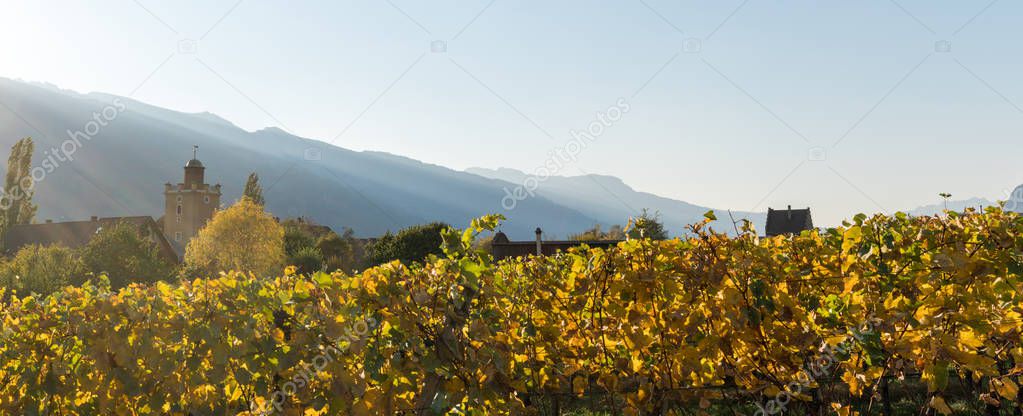 panorama landscape with alpine village and golden vineyard under cloudless sunset sky with mountain silhouettes