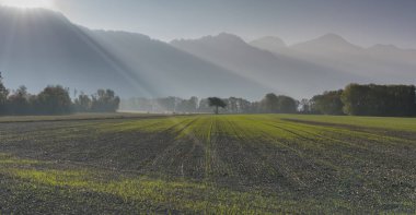 taze küçük bitkiler ile tarım alanı ve bir dağ manzarası arkasında yalnız ağaç ve güneş ışığı ve güneş ışınları ile ekili