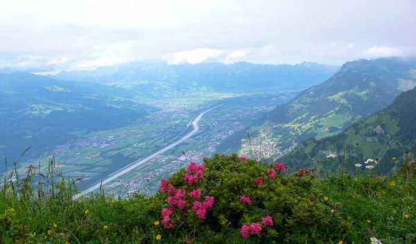 緑の牧草地とライン川とスイス アルプスのザンクト ガレンやリヒテンシュタインのバレー観刑務の美しい山の風景に紫高山しゃくなげ — ストック写真