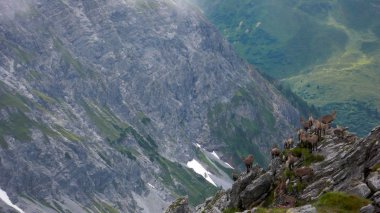 Genç alp dağ keçisi dağ keçi sürüsü İsviçre Alpleri'nde sivri kayalık dağ tepe üzerinde