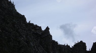 birçok genç dağ keçisi veya alp dağ keçisi ayakta jegged dağ sırtı üzerinde siluet