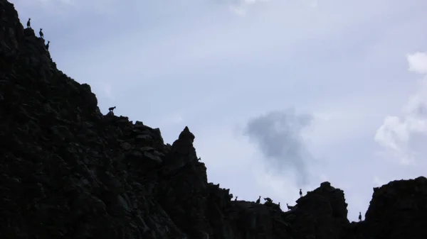 Muitos Jovens Ibex Cabra Montanha Alpina Silhueta Cume Montanha Jegged — Fotografia de Stock