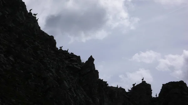 Muitos Jovens Ibex Cabra Montanha Alpina Silhueta Cume Montanha Jegged — Fotografia de Stock