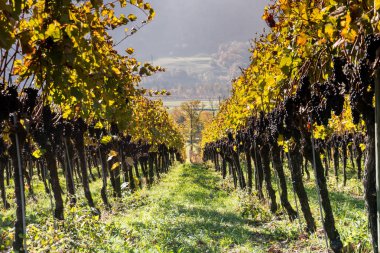 İsviçre'nin Maienfeld bölgedeki buz şarap için geç aldı olgun mavi pinot noir üzüm ile altın Üzüm şarapları