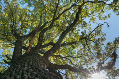 yemyeşil yeşil yaz çayır üzerinde muhteşem bir yaşlı meşe ağacının aracılığıyla güneş parlıyor