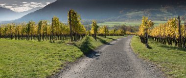 Altın üzüm bağları ve asma bir çakıl yol ile İsviçre Maienfeld bölgesinin dağ peyzaj