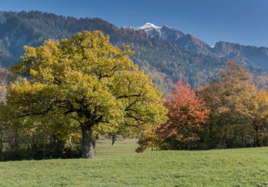 renk dağ manzarası İsviçre Maienfeld bölgede karlı zirveleri ve renkli ağaçlar ile düşmek