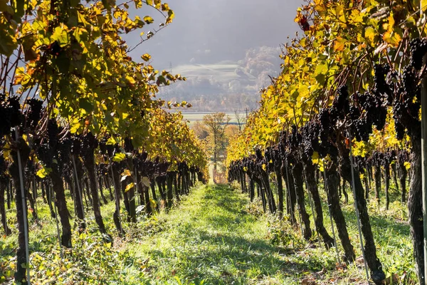 Goldene Rebstöcke Mit Reifen Blauburgunder Trauben Spät Gelesen Für Eiswein — Stockfoto