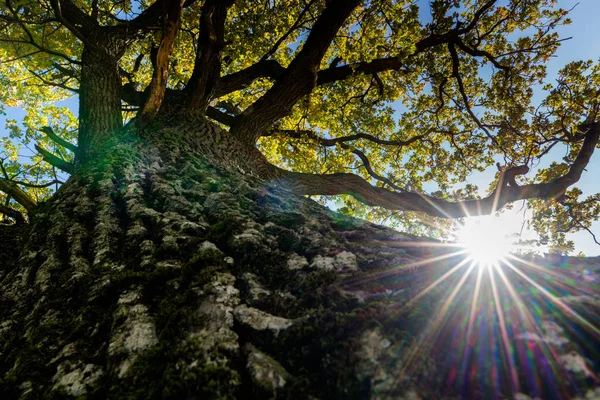 Sun Shines Gorgeous Old Oak Tree Lush Green Summer Meadow — Stock Photo, Image