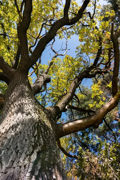 Величественный Старый Дуб Большим Стволом Дерева Грозными Ветвями — стоковое фото