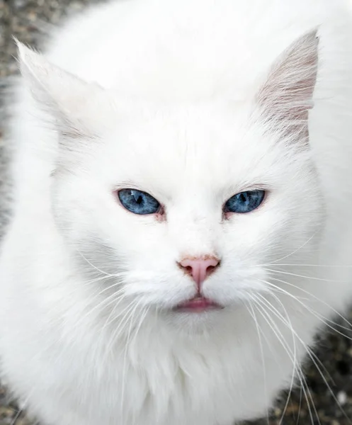 Beautiful White Domestic Feline Cat Intense Blue Eyes Long White — Stock Photo, Image