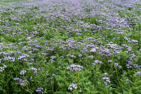 fields of purple and green phacelia flowers in late autumn in the hills of northeast Switzerland