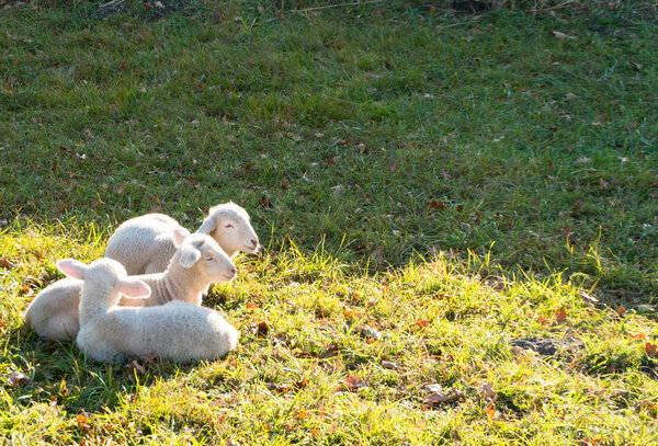 three young white lambs cuddling and laying next to each other on a grassy field