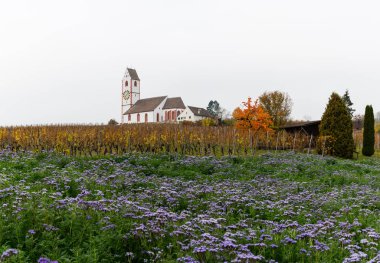 Altın bağ pinot noir Üzüm şarapları ve mor phacelia çiçek alan ön planda çevrili bir pitoresk beyaz ülke kilise ile manzara