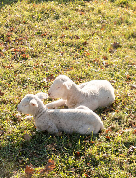 two young white lambs cuddling and laying next to each other on a grassy field in the warm sunshine