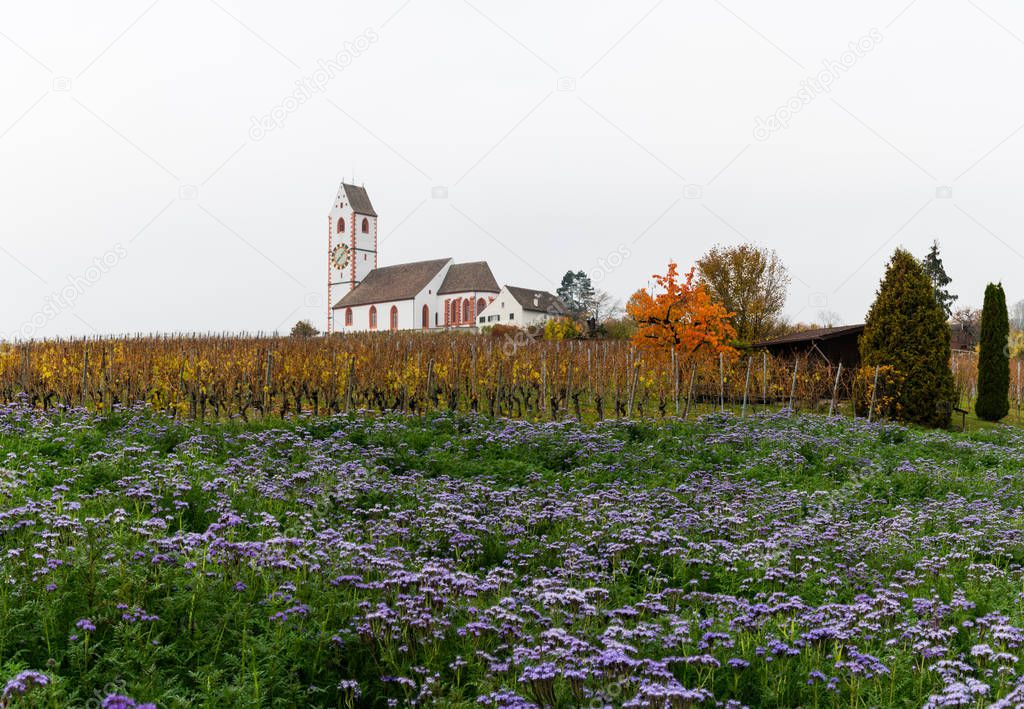 landscape with a picturesque white country church surrounded by golden vineyard pinot noir grapevines and a purple phacelia flower field in the foreground