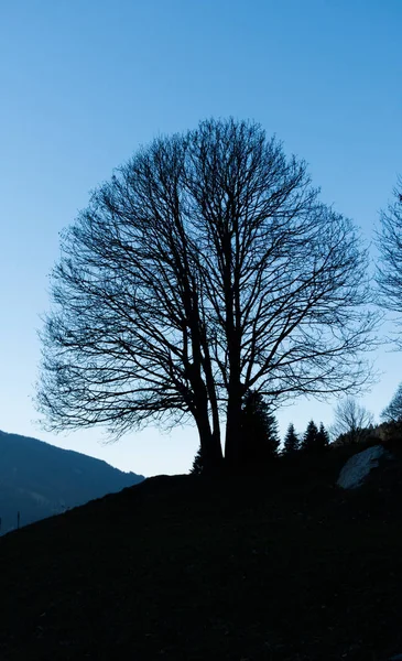 Silhouettet Lone Leafless Tree Blue Sky Mountain Landscape — Stock Photo, Image
