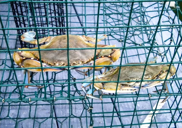 freshly caught blue crabs in a crab trap cage container on a dock