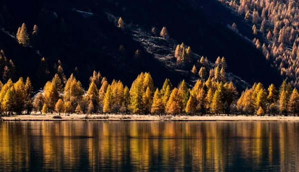 yellow larch trees line the shores of a calm mountain lake with reflections of fall colors