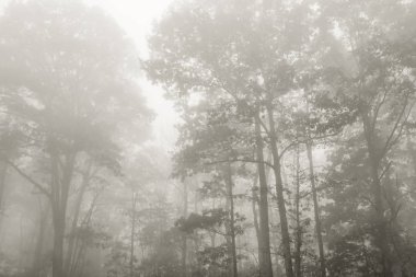 Appalaş Dağları'nda bir orman ortamındaki sabahın erken saatlerinde kalın sis