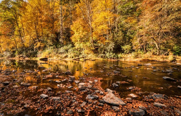 Caduta Colore Paesaggio Con Foresta Fiume Foglie Cadute Primo Piano — Foto Stock