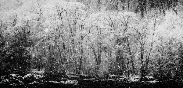 Zima Las Rzeka Krajobraz Obfitych Opadów Śniegu Śniegu Rzece Ren — Zdjęcie stockowe