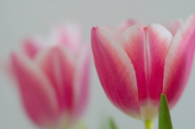 odaklanmamış yakın kadar neşeli bir arka plan olarak harika bokeh ile pembe laleler