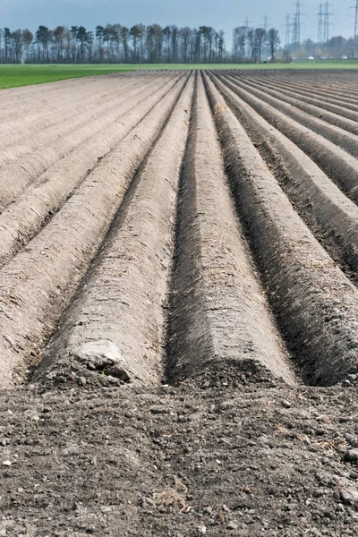 Freshly planted and plowed agricultural field with long symmetri — Stock Photo, Image